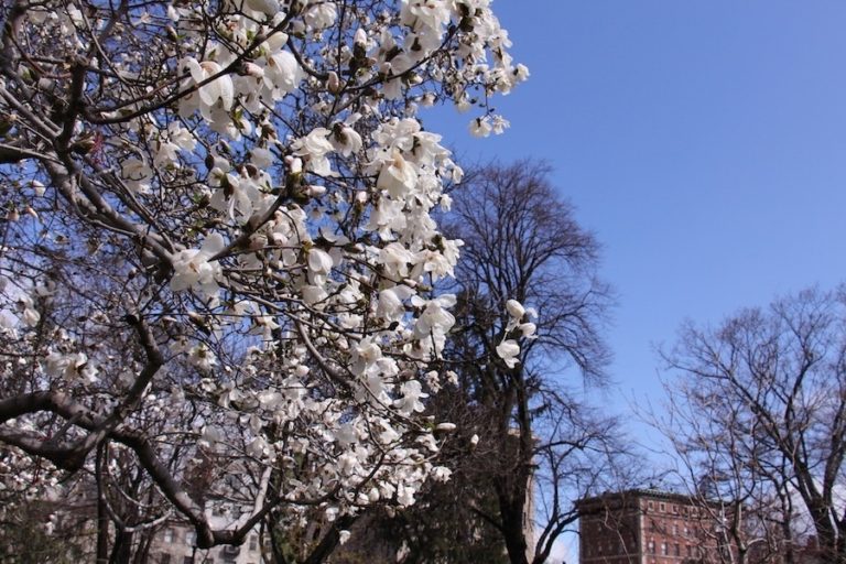 Boston Public Gardens