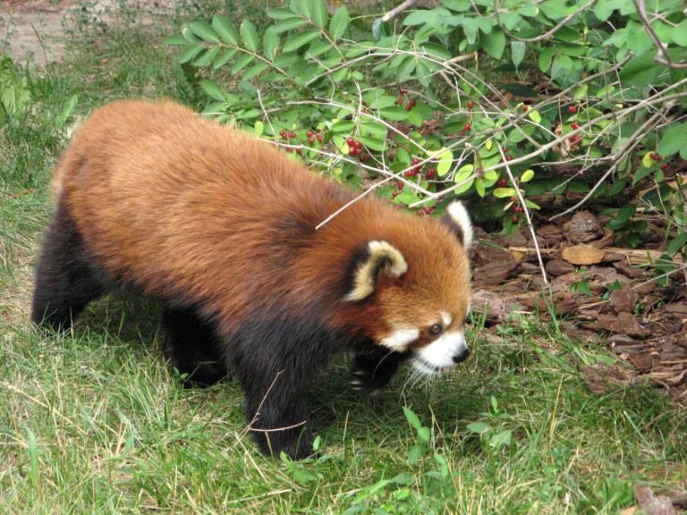 Red panda au Toronto Zoo