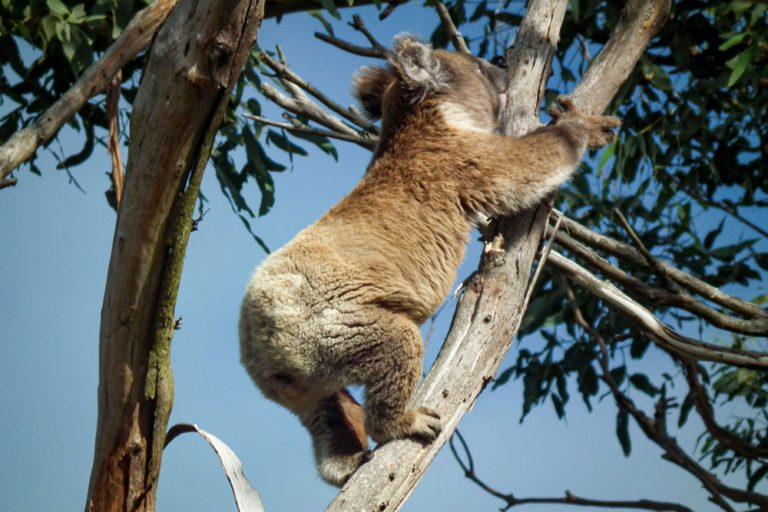 koala qui grimpe