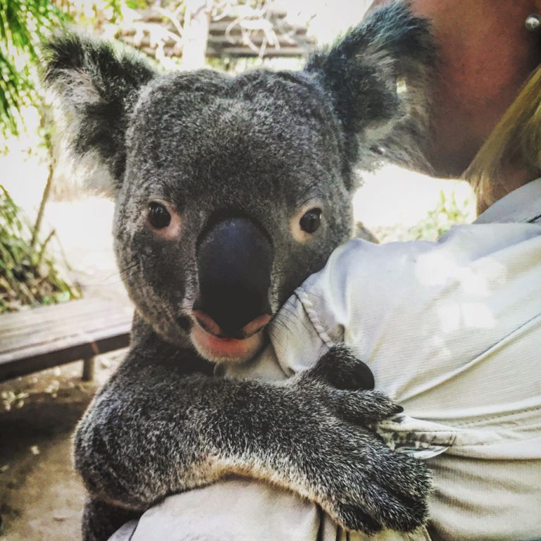 joli koala