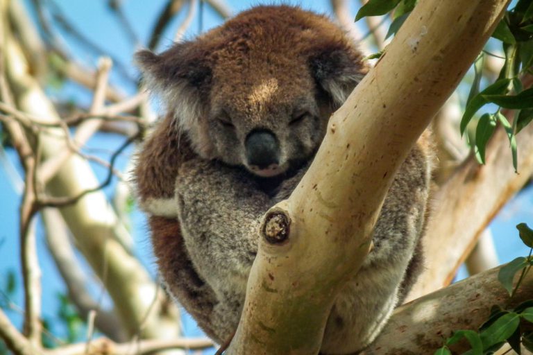 Koala qui dort