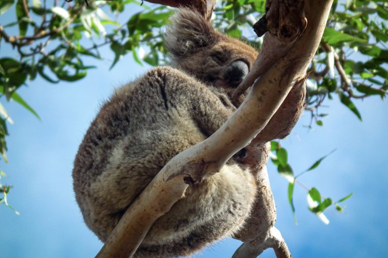 koala qui dort