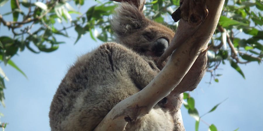 Image à la une : photo de koala