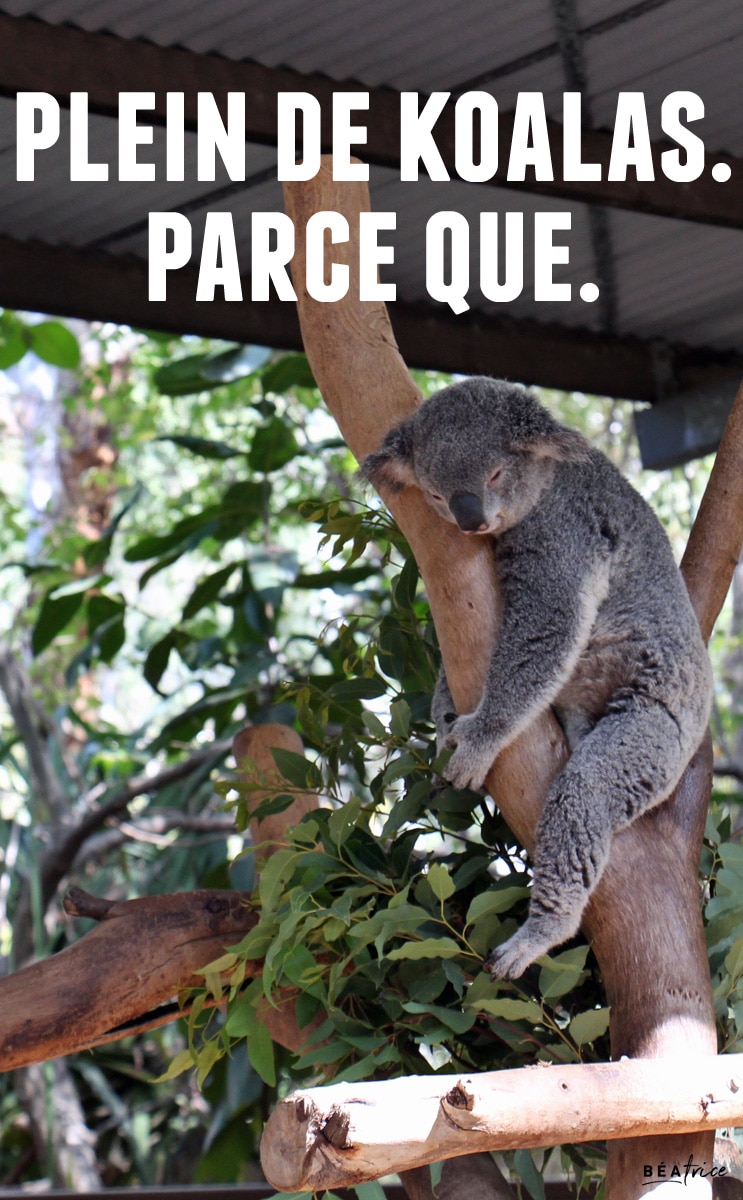 Image pour Pinterest : photos de koalas