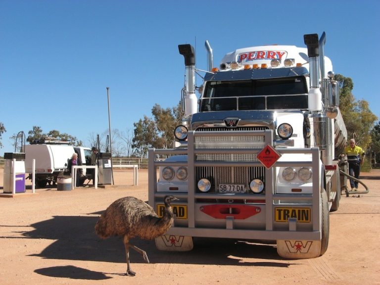Camion et émeu dans l'outback