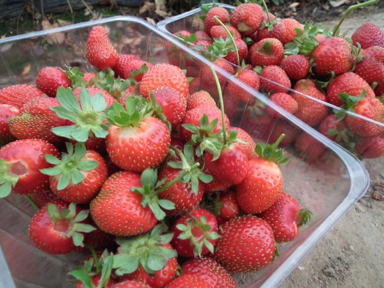 fraises que j'ai cueillies chez Beerenberg