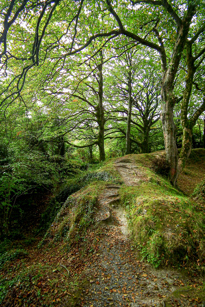 Forêt irlandaise
