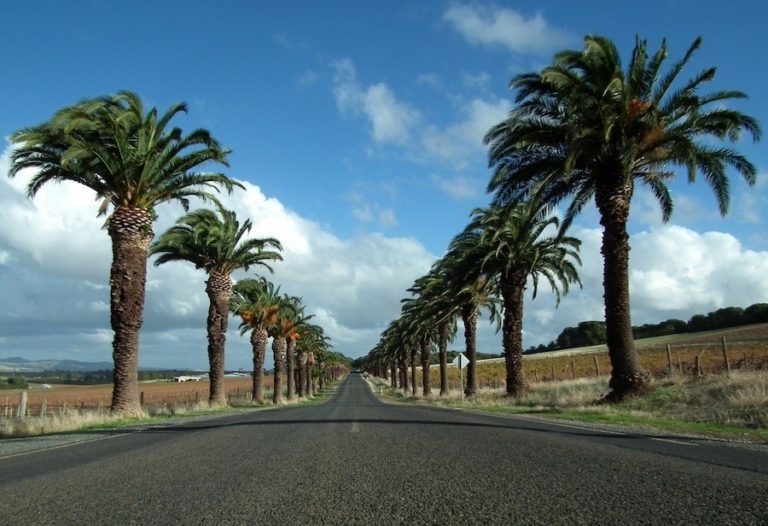 Magnifique rue bordée de palmiers dans la Barossa Valley