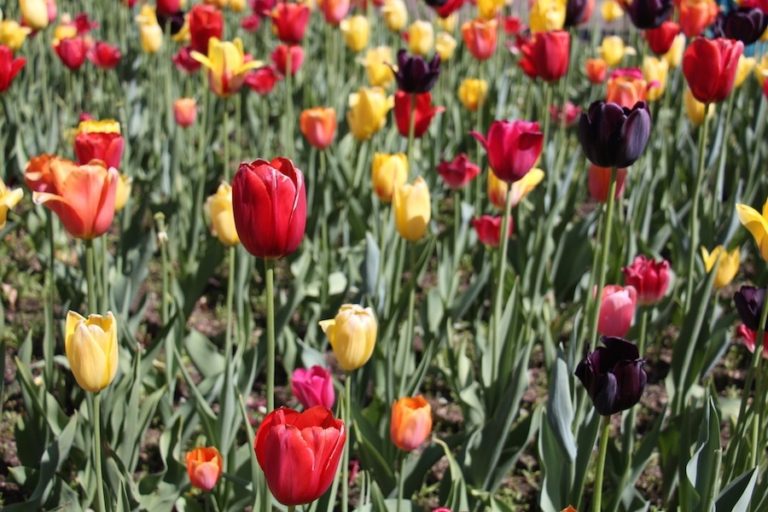 Tulipes au Boston Public Gardens
