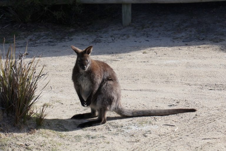 Wallaby dans un parc national