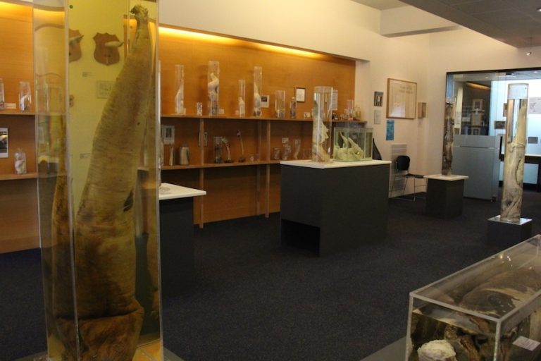 Intérieur du Musée phallique d'Islande