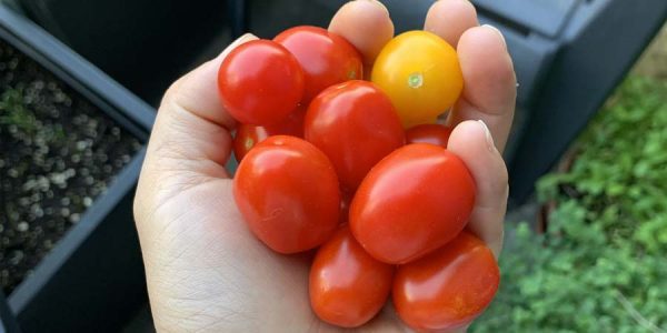 Image à la une : quoi planter dans son jardin