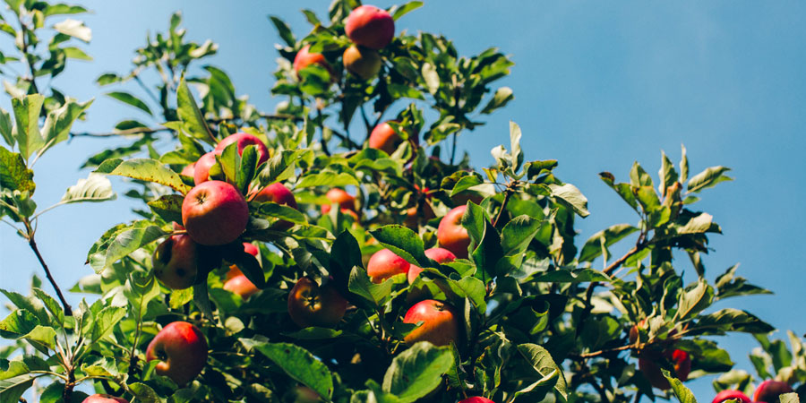 Image à la une : saison des pommes québec