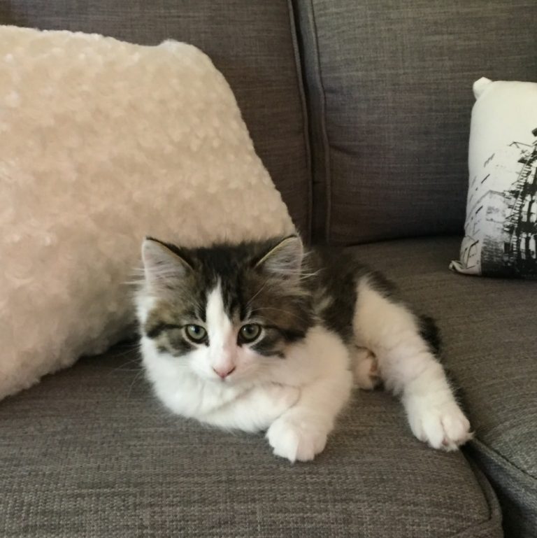 Le chaton Rosie sur le sofa