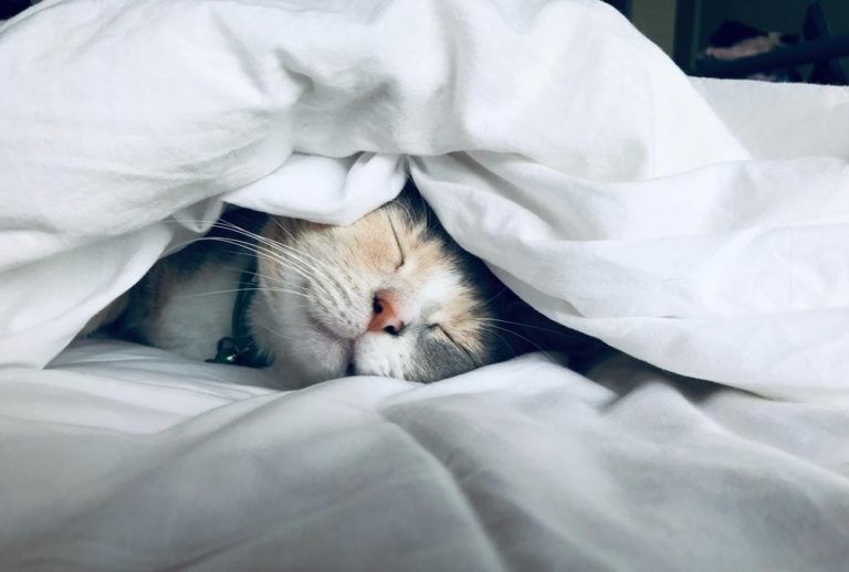 chat qui dort sous les couvertes