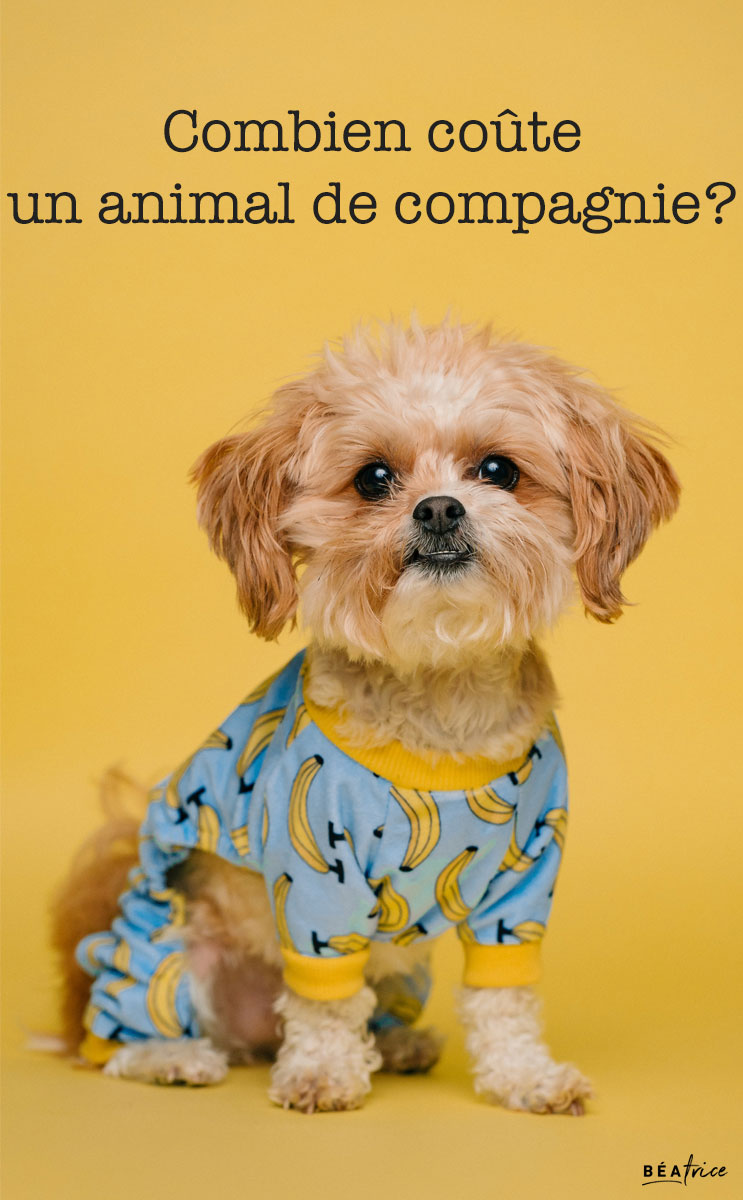 Image pour Pinterest : budget annuel chien
