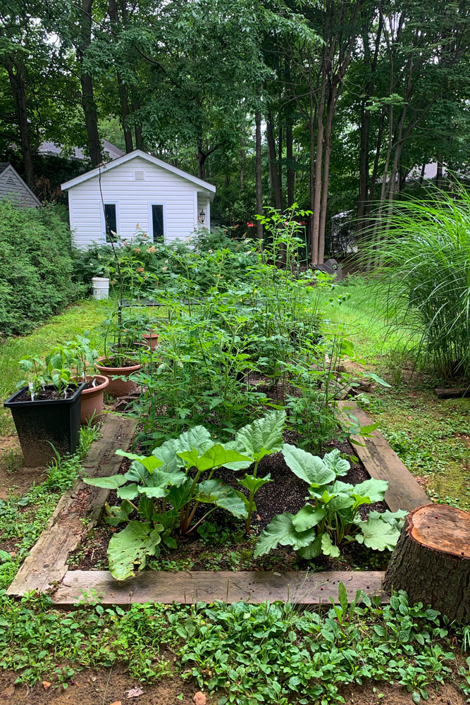 Jardin estival 2023 avec des tomates et de la rhubarbe