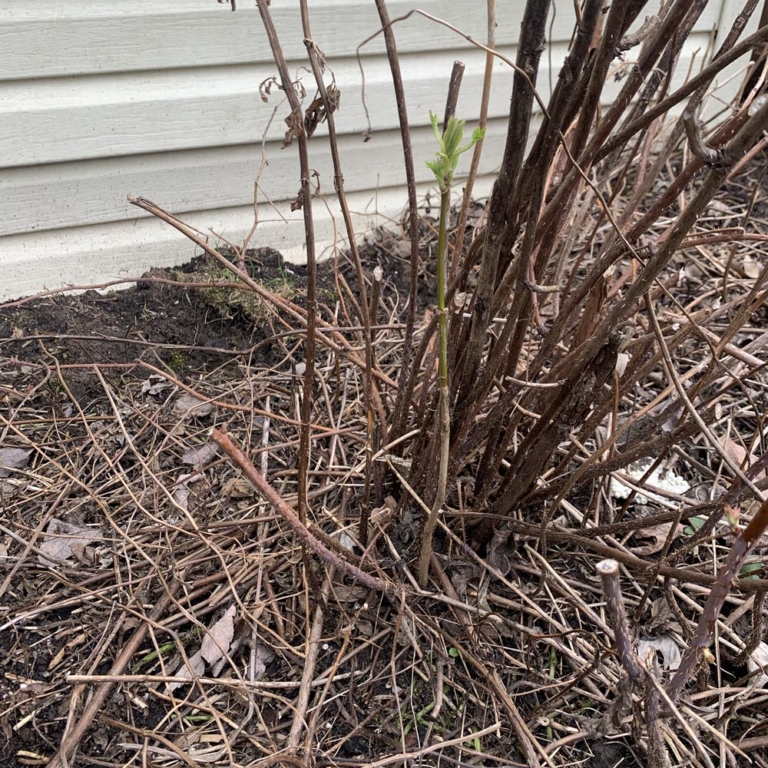 Une section de jardin avant mon m&eacute;nage