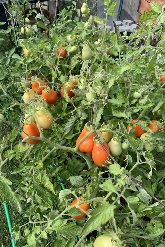 Mes tomates 2025